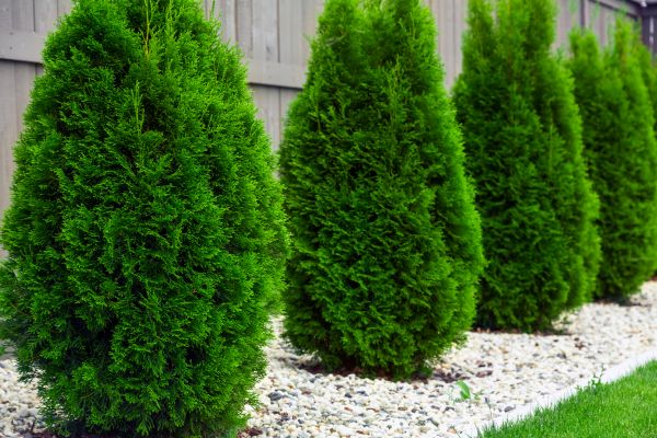 Arborvitae Planting in Rockford