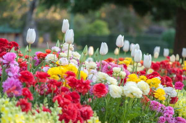 Gardening Service in Rockford