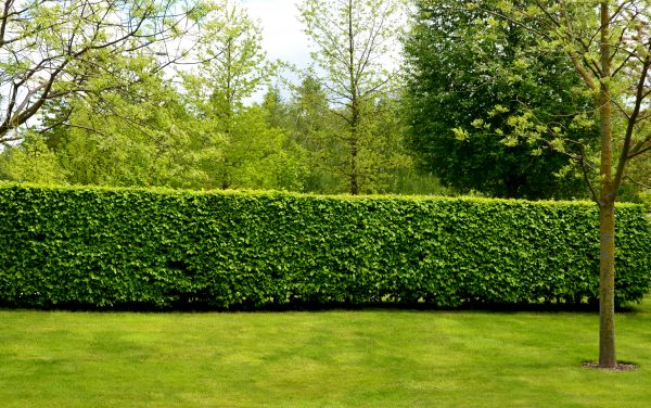 Hedge Planting in Rockford