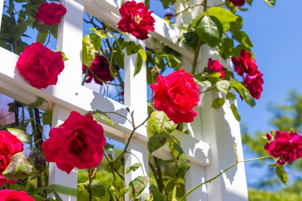 Home Gardening Service in Rockford