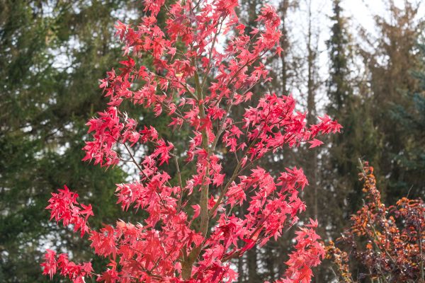Japanese Maple Planting in Rockford