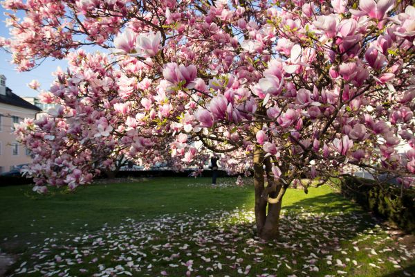 Magnolia Tree Planting in Rockford