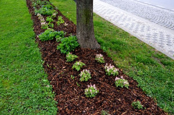Mulch Replacement Service in Rockford