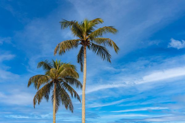 Palm Tree Planting in Rockford