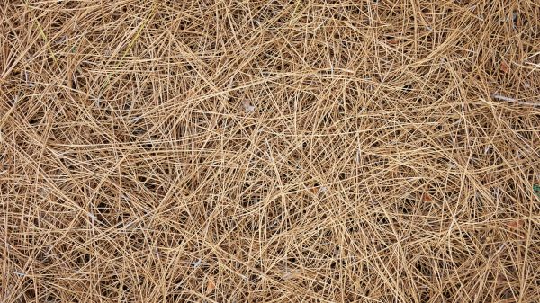 Pine Needles Delivery in Rockford