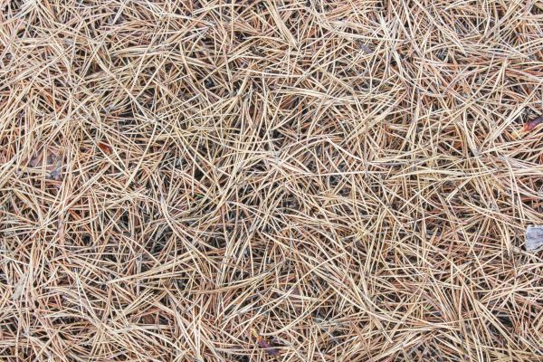 Pine Straw Installation in Rockford