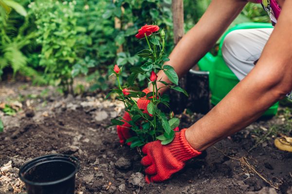 Planting Service in Rockford
