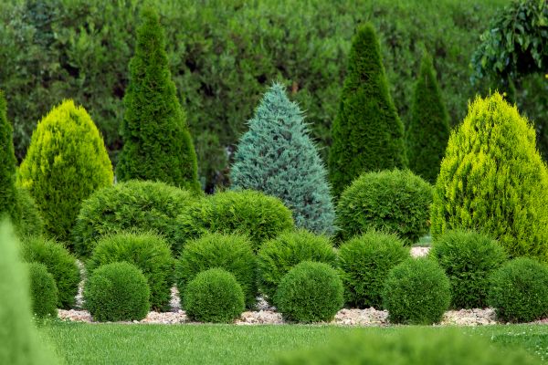 Shrub Replacement in Rockford