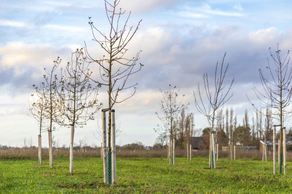 Tree Installation Service in Rockford