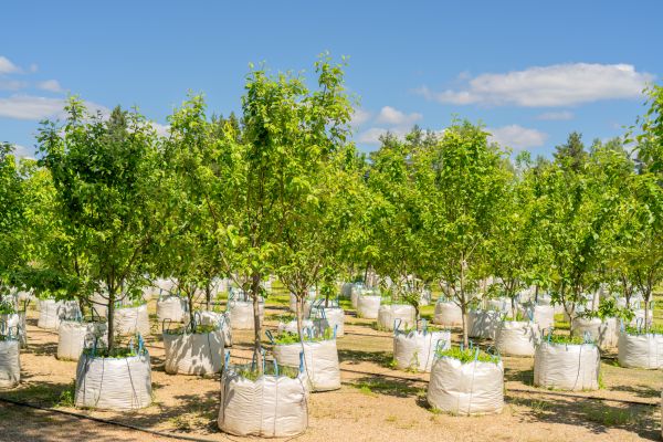 Tree Planting Service in Rockford