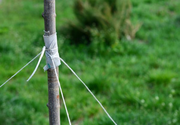 Tree Staking Service in Rockford