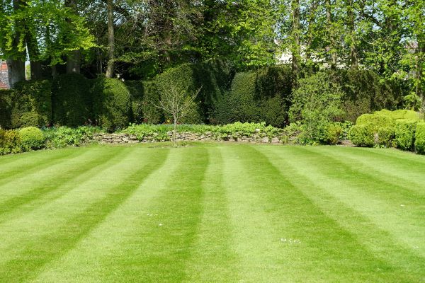Lawn Renovation in Rockford
