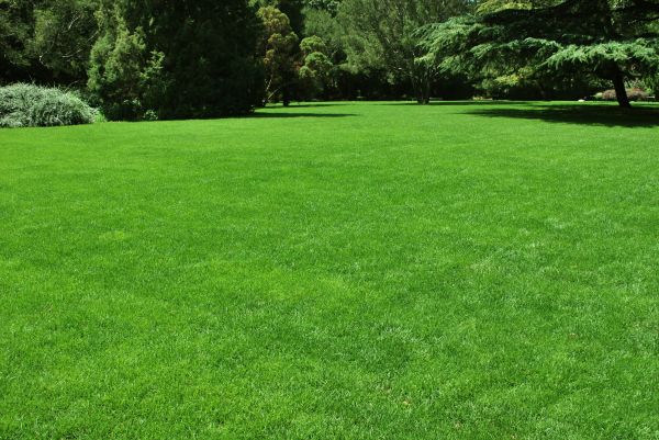 Lawn Landscaping in Rockford