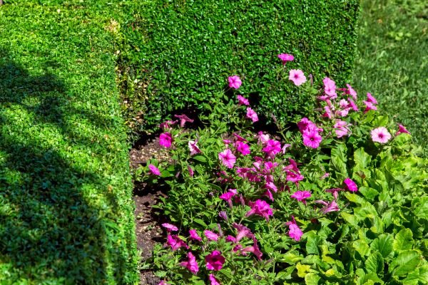 Softscaping Service in Rockford