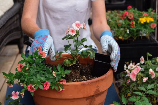 Plant Care Service in Rockford