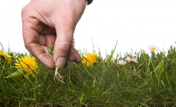 Lawn Weeding in Rockford
