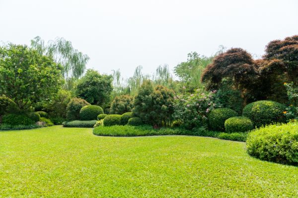 Tree Landscaping in Rockford
