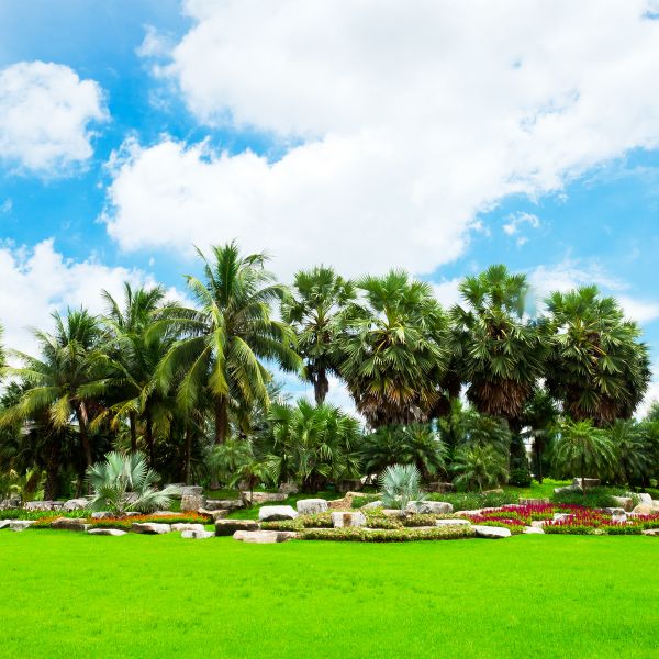 Tropical Landscaping in Rockford