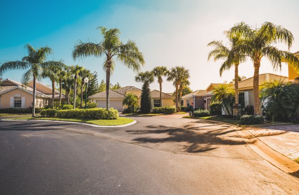 Palm Tree Landscaping in Rockford