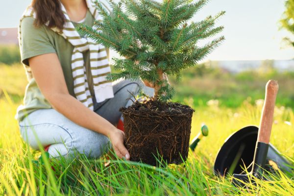 Spruce Tree Planting in Rockford