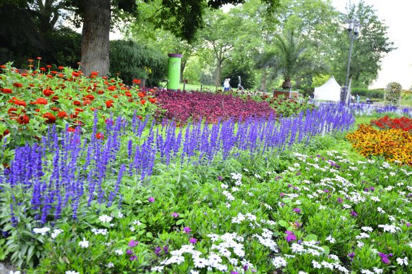 Perennials Planting in Rockford
