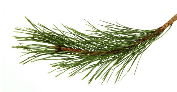 Pine Needles Installation in Rockford