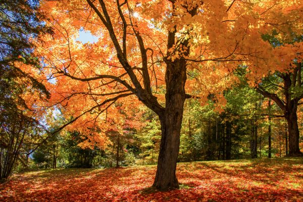 Maple Tree Planting in Rockford