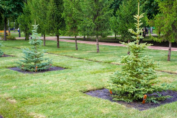 Privacy Trees Planting in Rockford