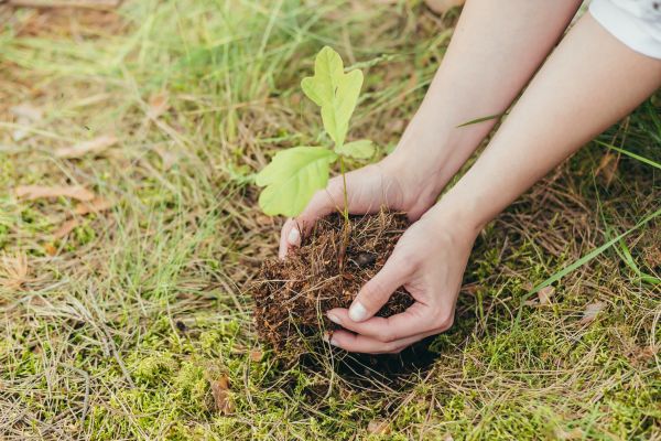 Oak Tree Planting in Rockford
