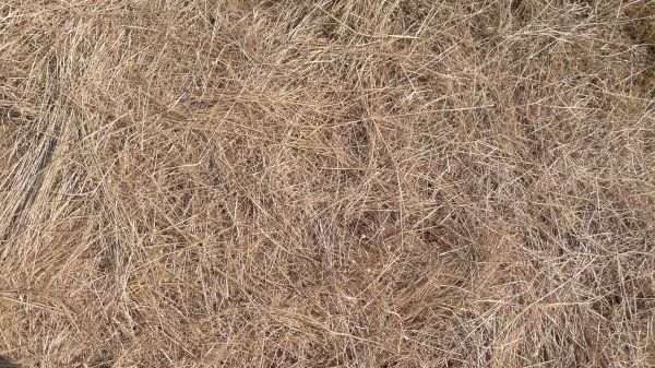 Pine Straw Replacement in Rockford