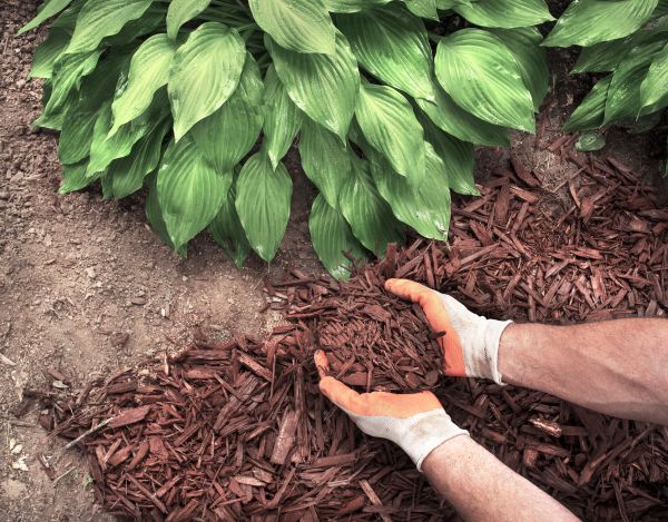 Bark Spreading in Rockford