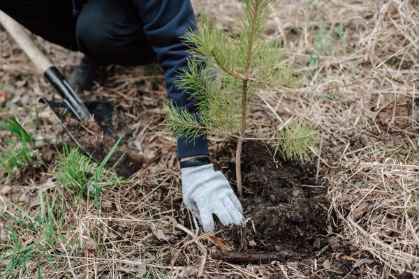 Pine Tree Planting in Rockford