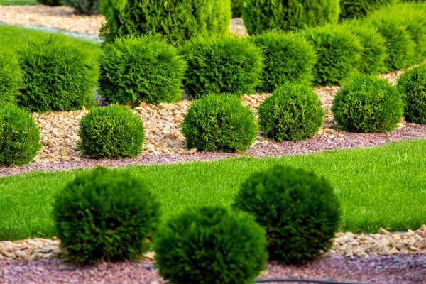 Bush Replacement in Rockford