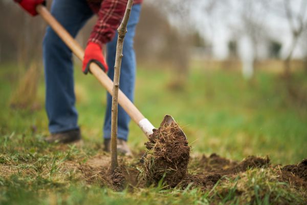 Trees Planting in Rockford