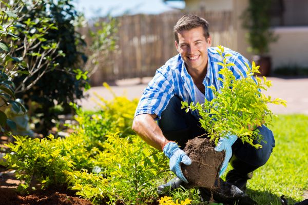 Shrub Landscaping in Rockford