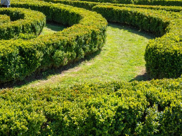 Bush Landscaping in Rockford