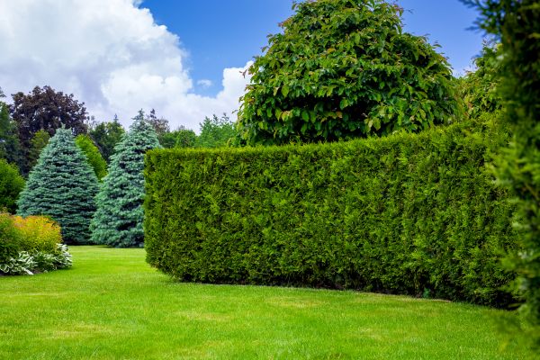 Hedge Landscaping in Rockford