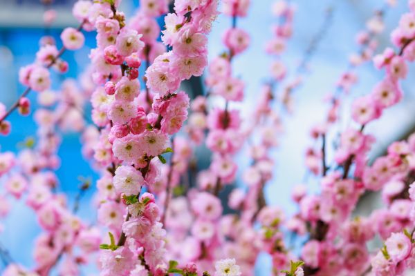 Japanese Cherry Tree Planting in Rockford