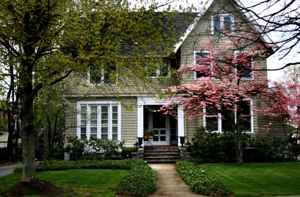Ornamental Tree Planting in Rockford