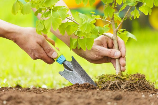 Fruit Tree Planting in Rockford