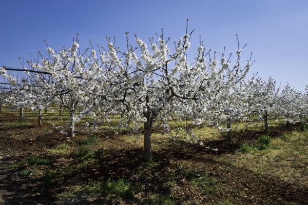 Orchard Planting in Rockford