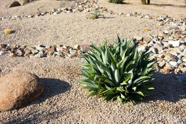 Xeriscaping Service in Rockford