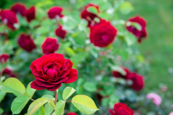 Rose Planting in Rockford