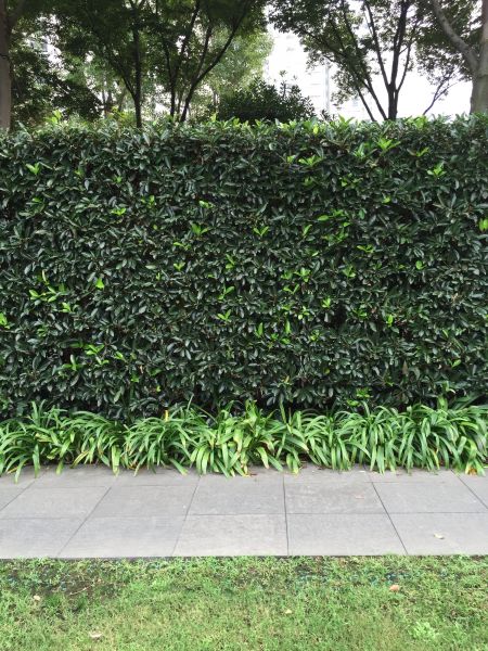 Privacy Shrub Planting in Rockford