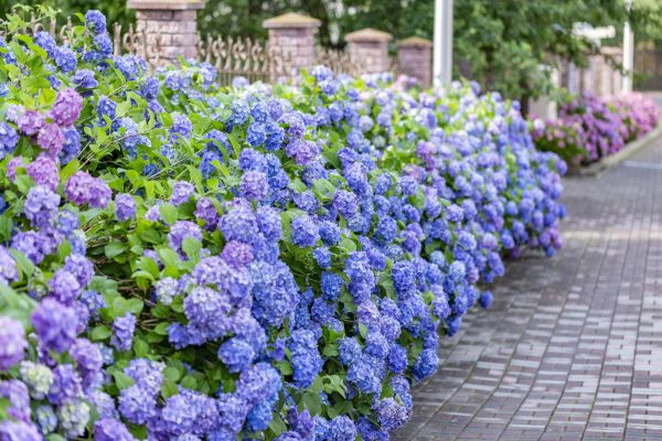 Hydrangea Landscaping in Rockford