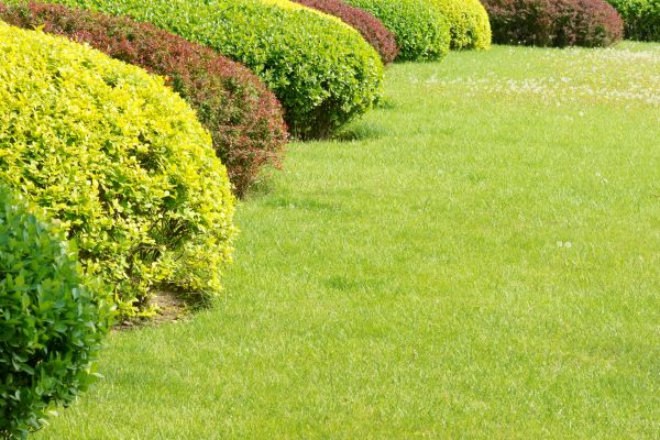 Shrubbery Planting in Rockford