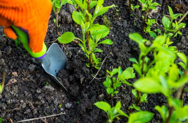 Hydrangea Planting in Rockford