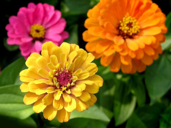 Zinnia Planting in Rockford