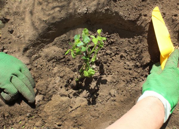 Rose Bush Planting in Rockford