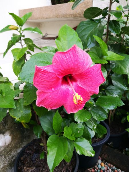 Hibiscus Planting in Rockford